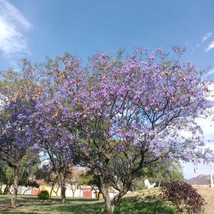 Jacarandá en flor en Cochabamba